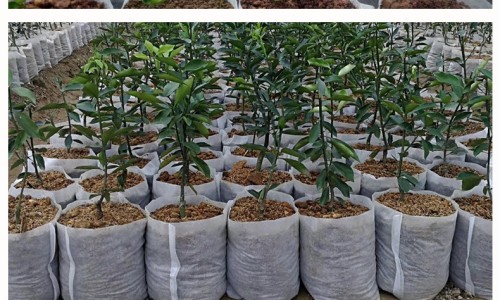 百令片一次吃6片还是10片-百令片说明书一次吃五片网 :分享百令片一次吃几片效果最好-百令片为啥有吃5片呢知识